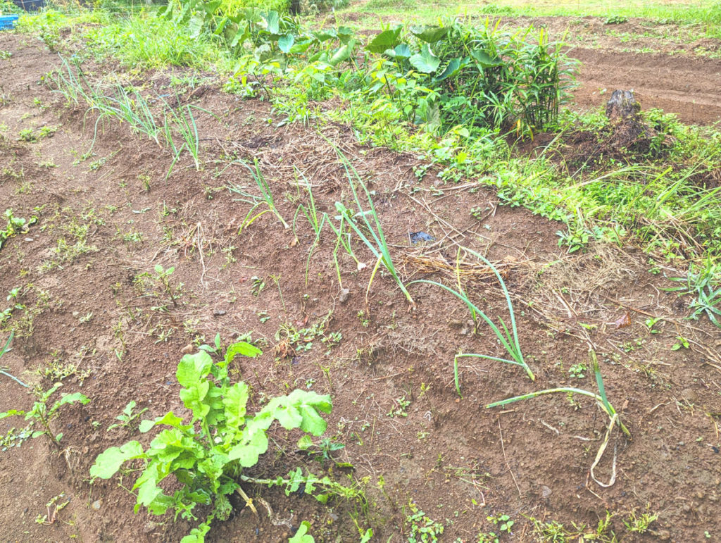 PXL_20231004_024636861.MP_-1024x771 秋雨