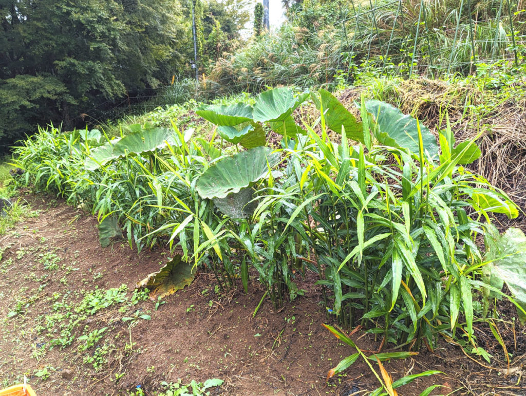 PXL_20231004_024719818.MP_-1024x771 秋雨