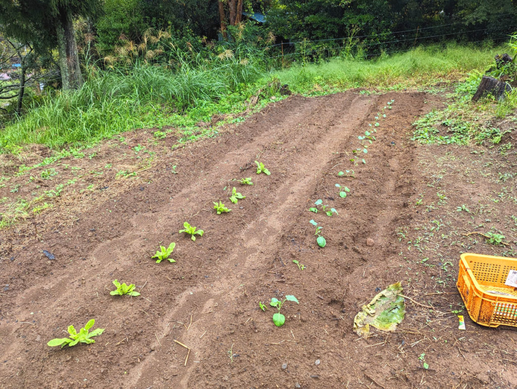 PXL_20231004_024735199.MP_-1024x771 秋雨