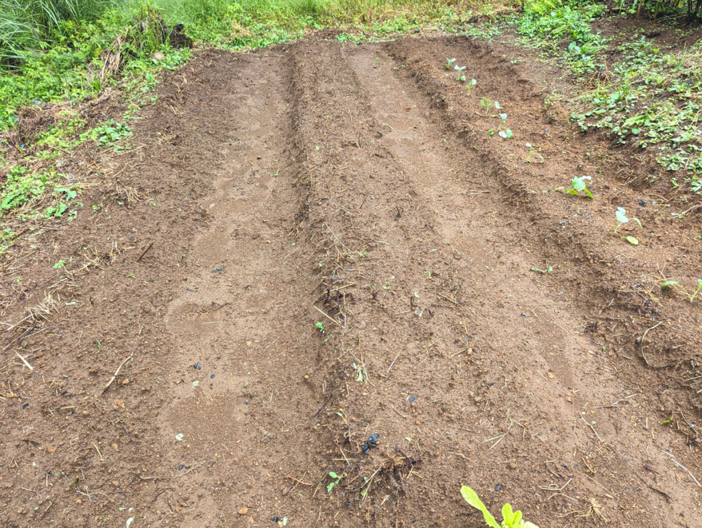 PXL_20231004_024819893.MP_-1024x771 秋雨