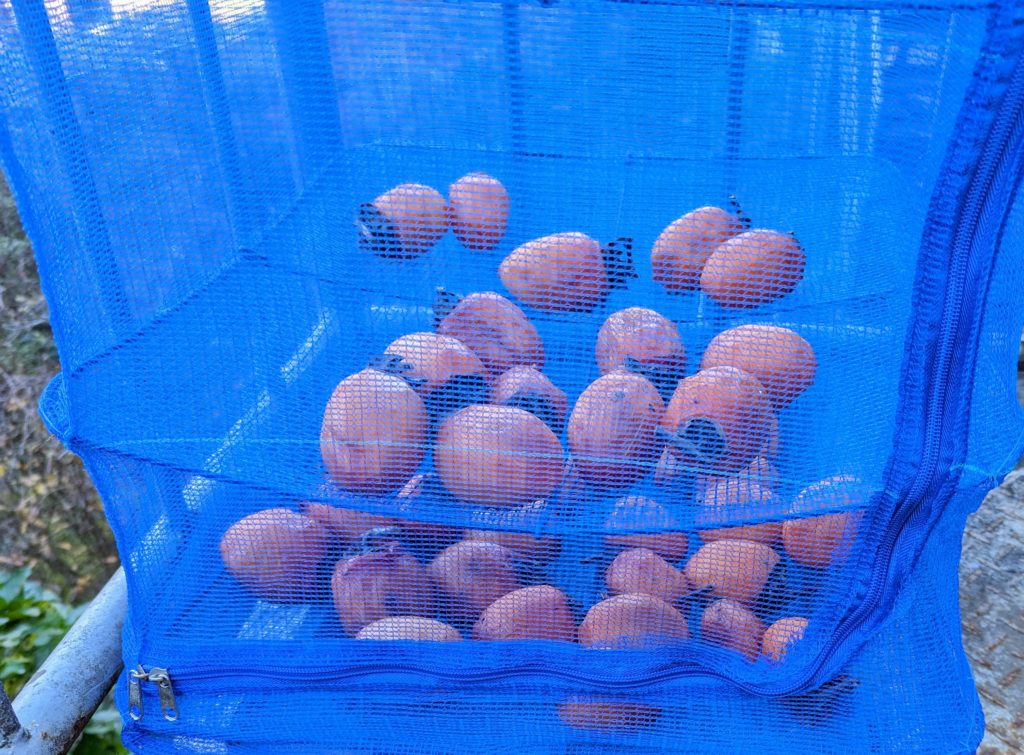 hosi2-1024x755 干し柿