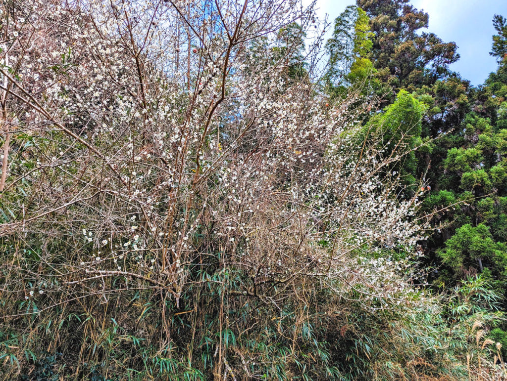 PXL_20240127_010155288.MP-E-1024x771 頑張らない？野良仕事は１日１５分？