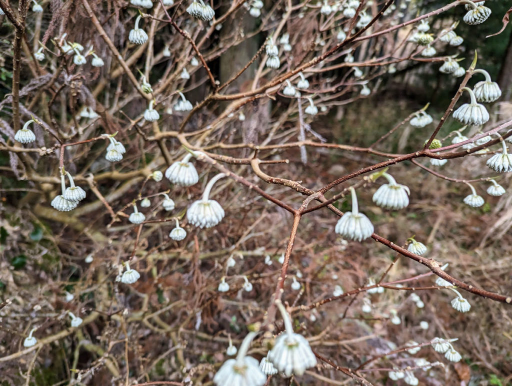 PXL_20240127_010347946.MP_-1024x771 頑張らない？野良仕事は１日１５分？