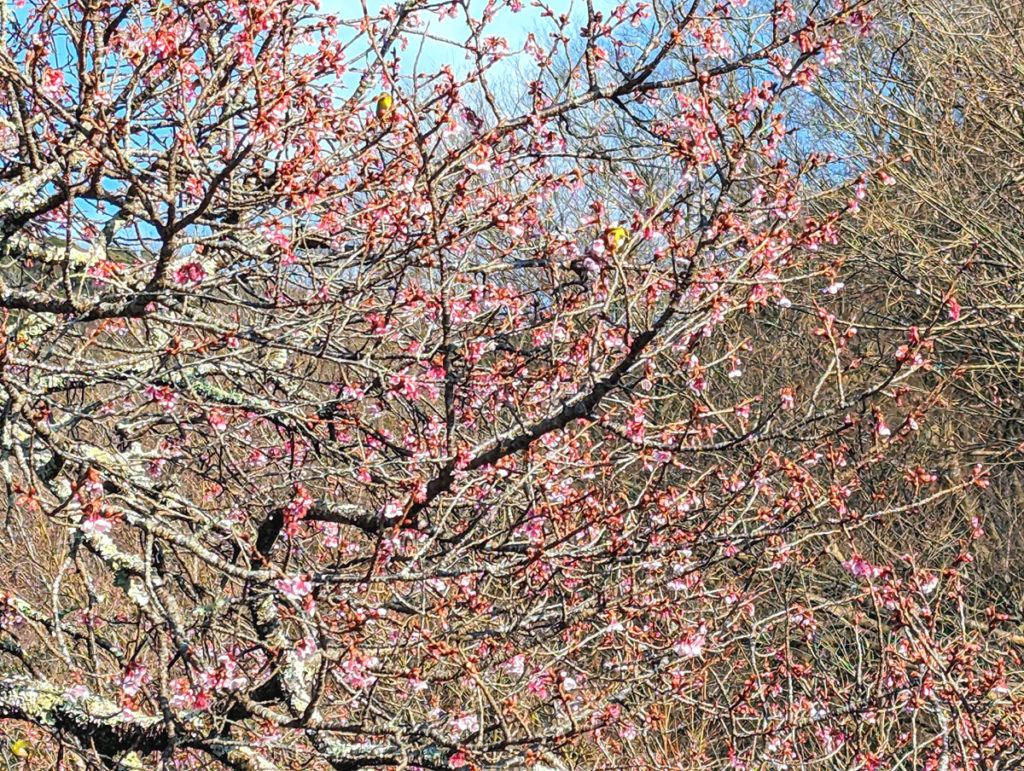 PXL_20240208_060212283-1024x771 河津桜が開花した