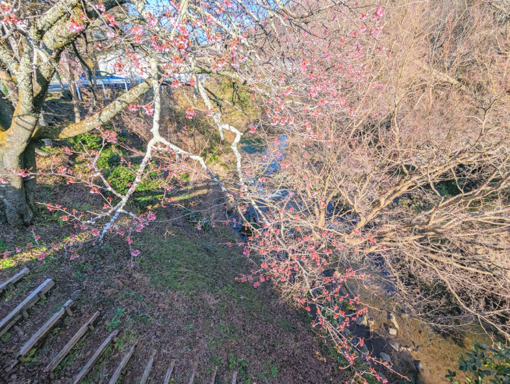 PXL_20240208_060251765-1024x771 河津桜が開花した
