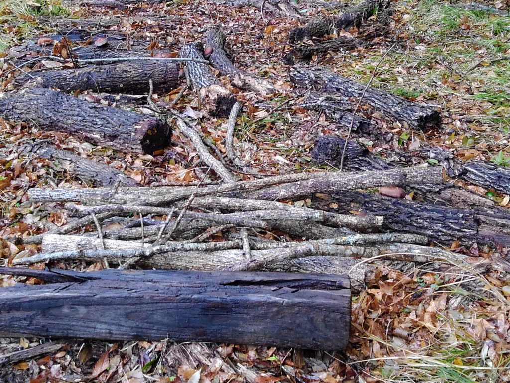 kinoko-1024x768 春雨じゃ濡れて参ろう