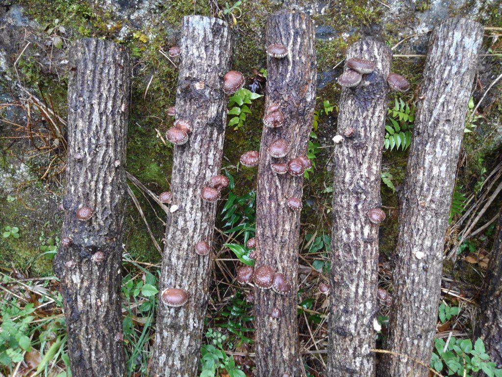 sitake-2-1024x768 春雨じゃ濡れて参ろう