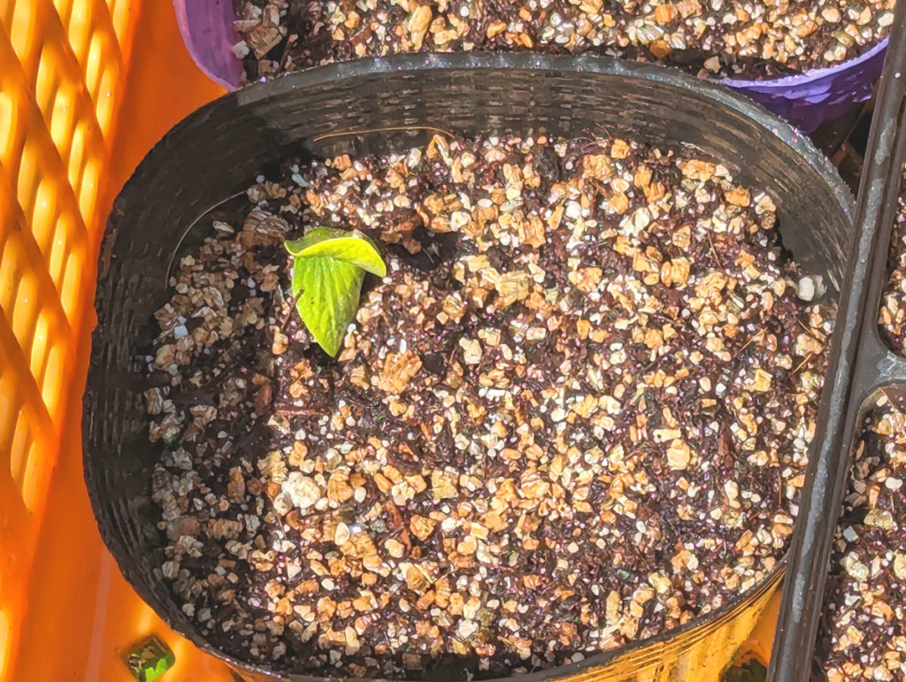 PXL_20240316_0311451563-1024x771 小さな春、見つけた