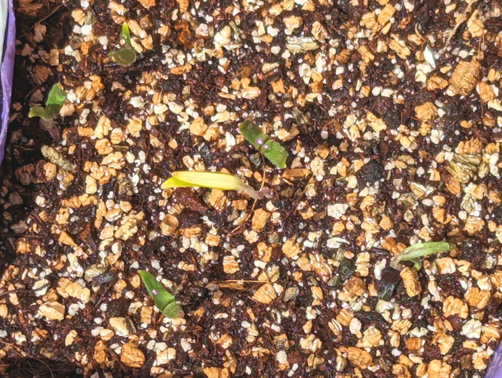 PXL_20240316_0312157052-1024x771 小さな春、見つけた