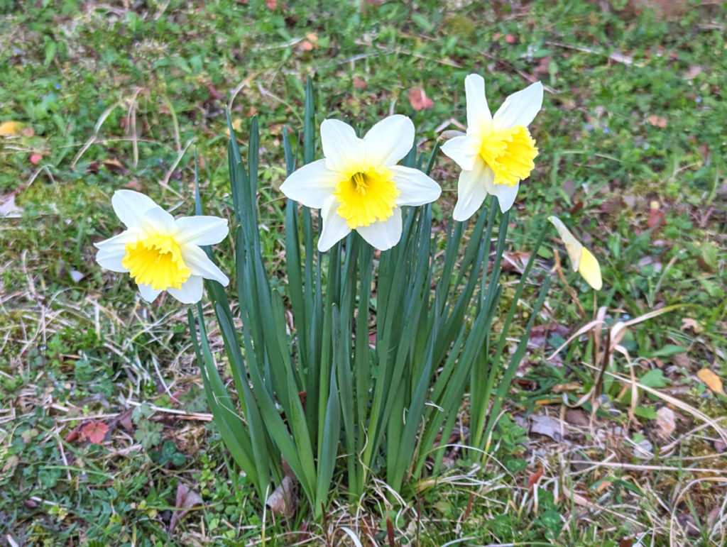 PXL_20240316_083859587-1024x771 小さな春、見つけた