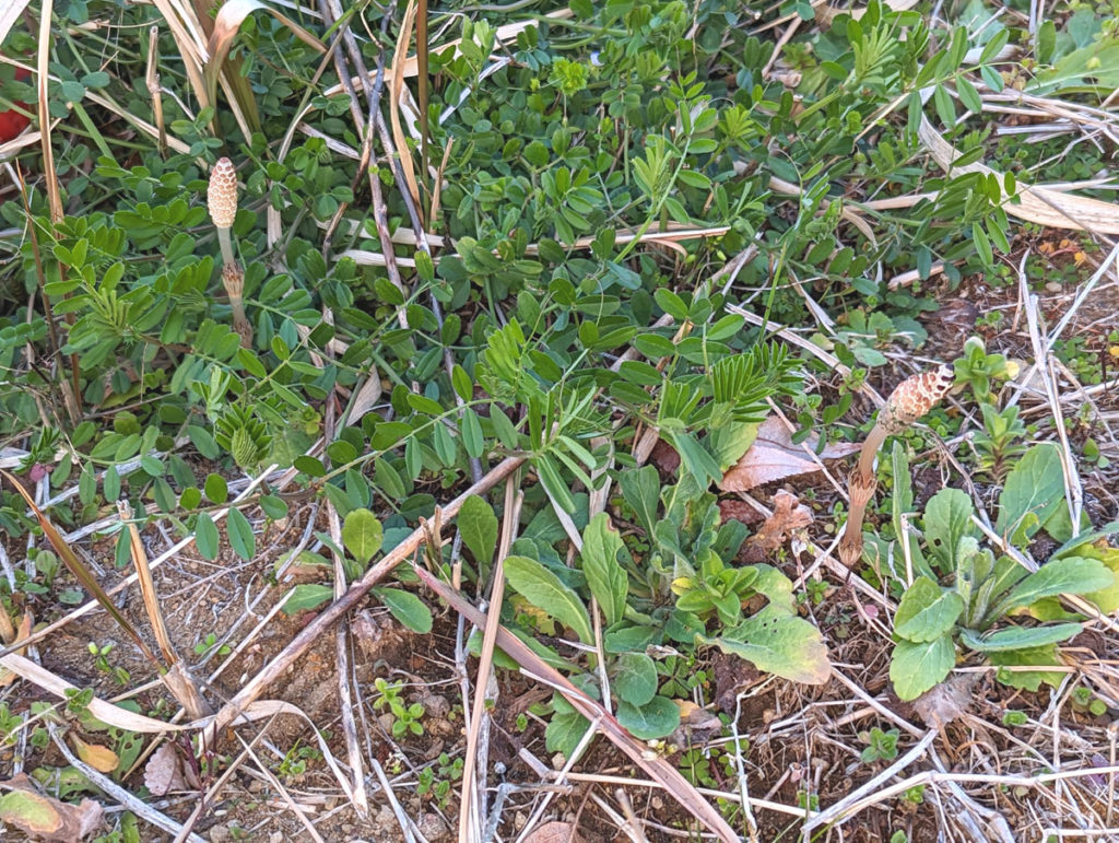 PXL_20240316_0842437642-1024x771 小さな春、見つけた