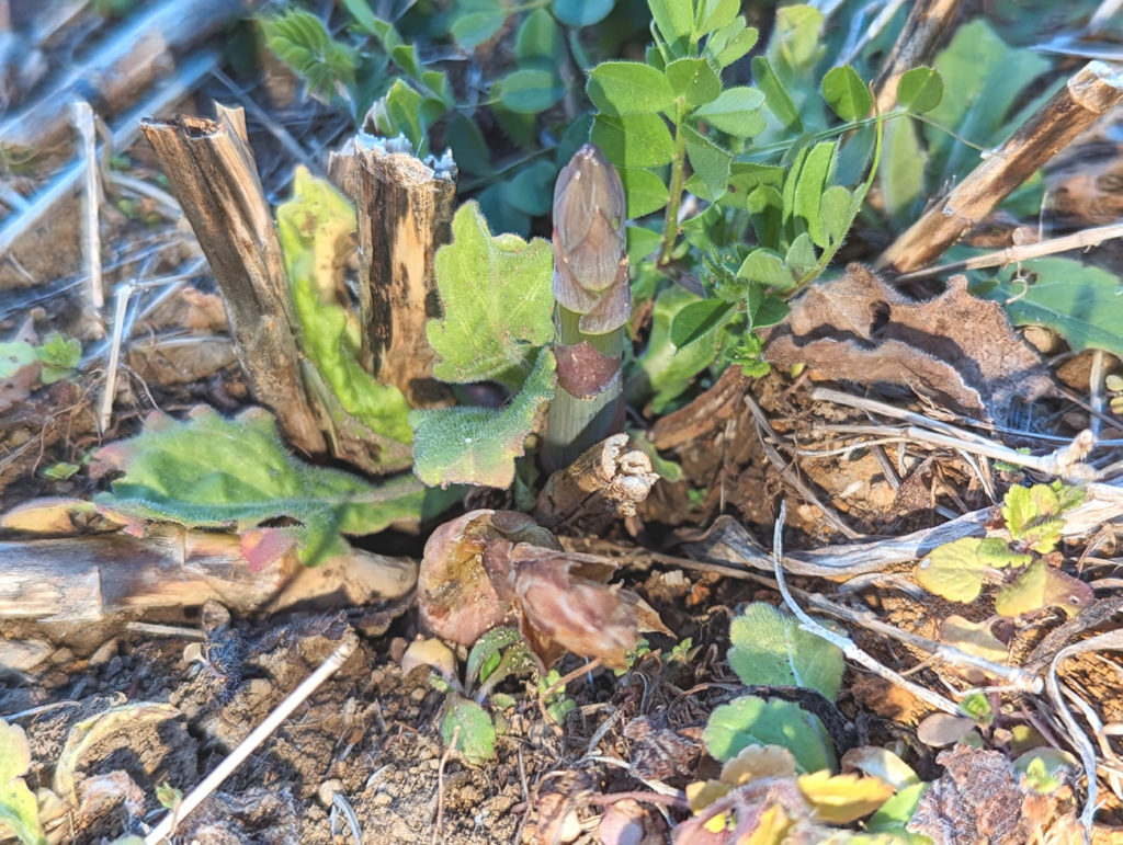 PXL_20240316_0843285192-1024x771 小さな春、見つけた