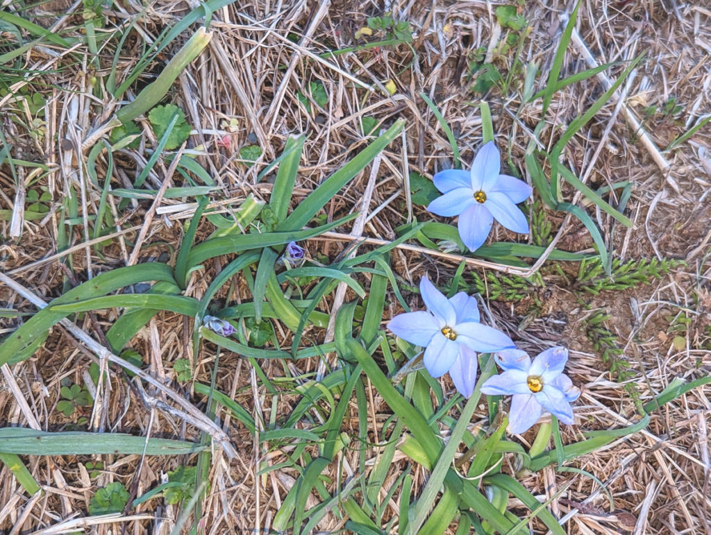 PXL_20240316_0848240272-1024x771 小さな春、見つけた