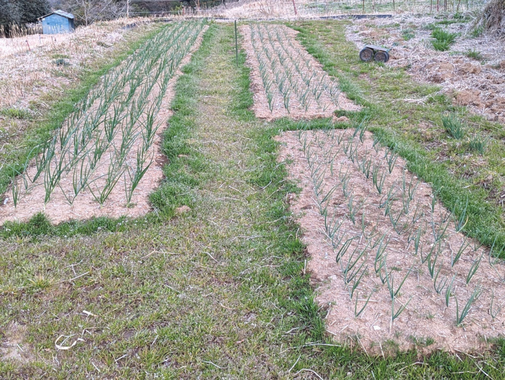 PXL_20240316_0848448382-1024x771 小さな春、見つけた