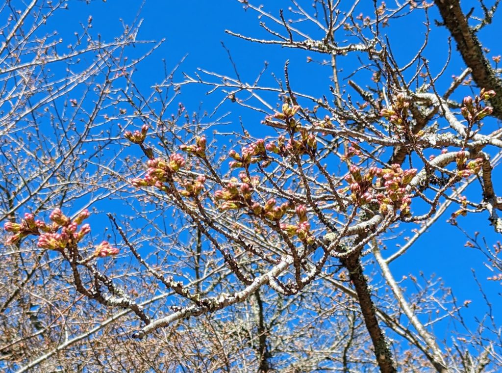 sakura1-1024x760 桜の開花はまだです。