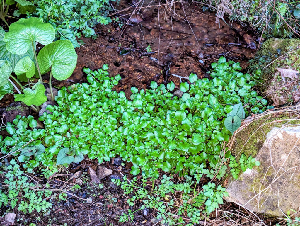 1200-1024x771 筍の初収穫