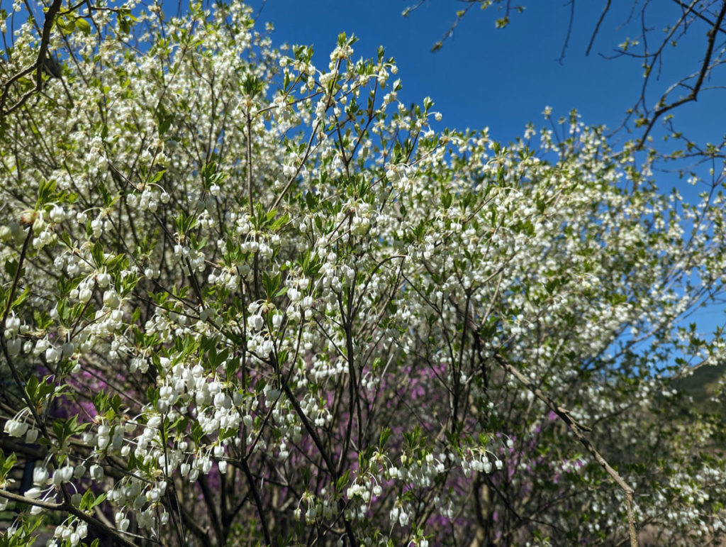 PXL_20240410_005149514-EDIT-1024x771 筍の初収穫