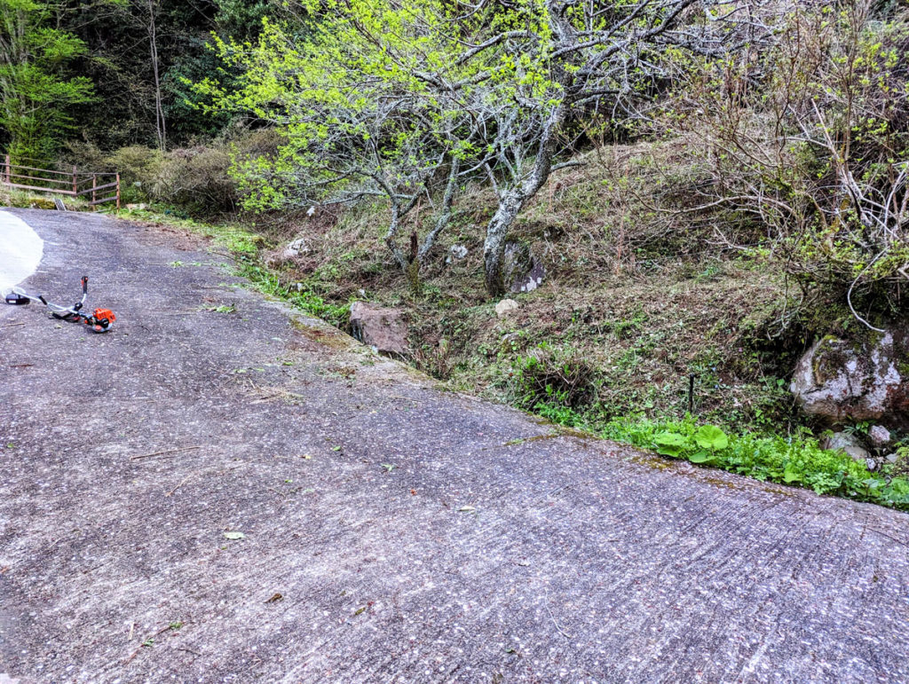 PXL_20240410_090409239-EDIT-1024x771 筍の初収穫