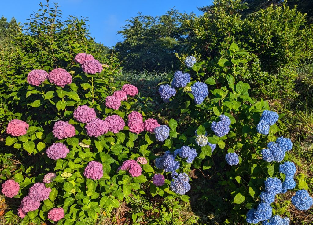 PXL_20240618_203508896.MP_-1024x736 豪雨一過（皐月晴れ）