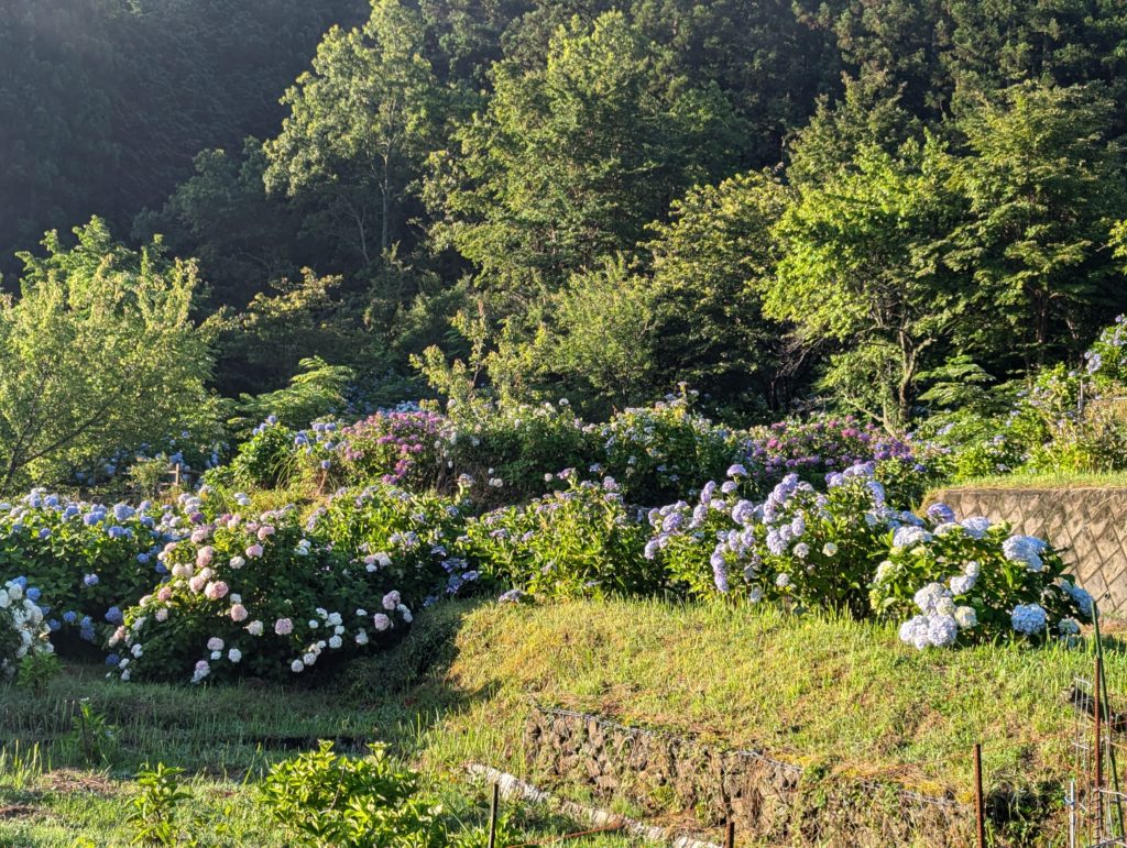 PXL_20240618_203943304.MP_-1024x771 豪雨一過（皐月晴れ）