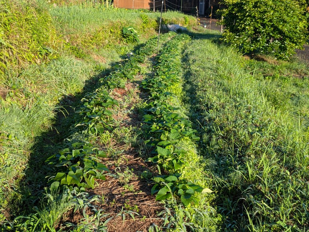 PXL_20240618_204118639.MP_-1024x771 豪雨一過（皐月晴れ）