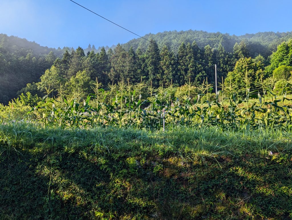 PXL_20240618_205419104.MP_-1024x771 豪雨一過（皐月晴れ）