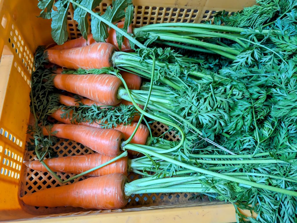 PXL_20240619_041731400.MP2-EDIT-1024x771 豪雨一過（皐月晴れ）