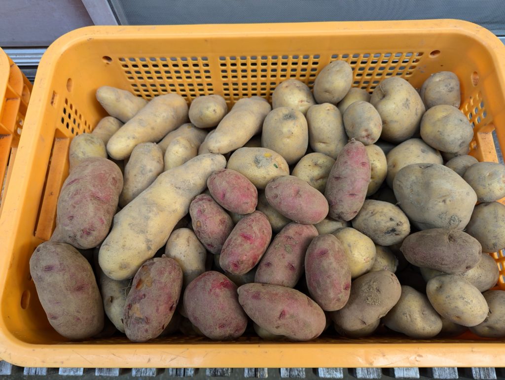 PXL_20240619_073704505.MP_-1024x771 豪雨一過（皐月晴れ）