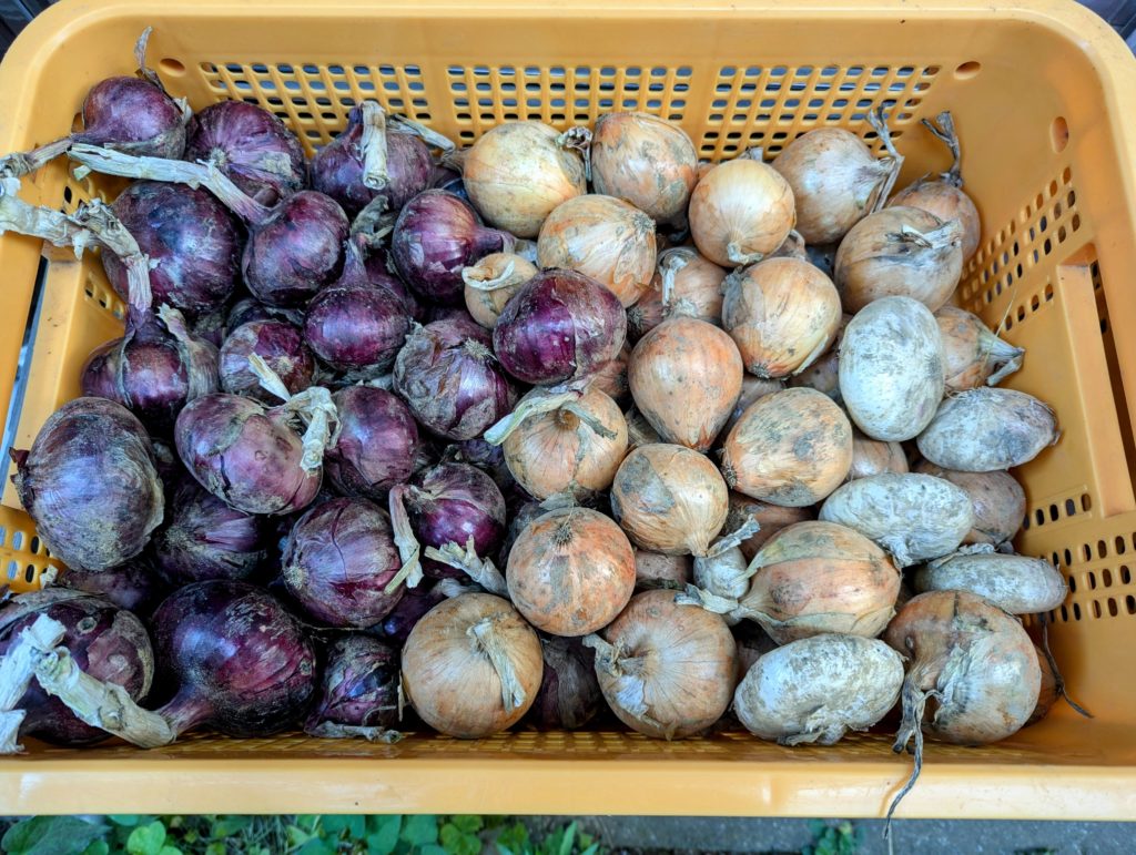 PXL_20240619_073711180.MP2_-1024x771 豪雨一過（皐月晴れ）