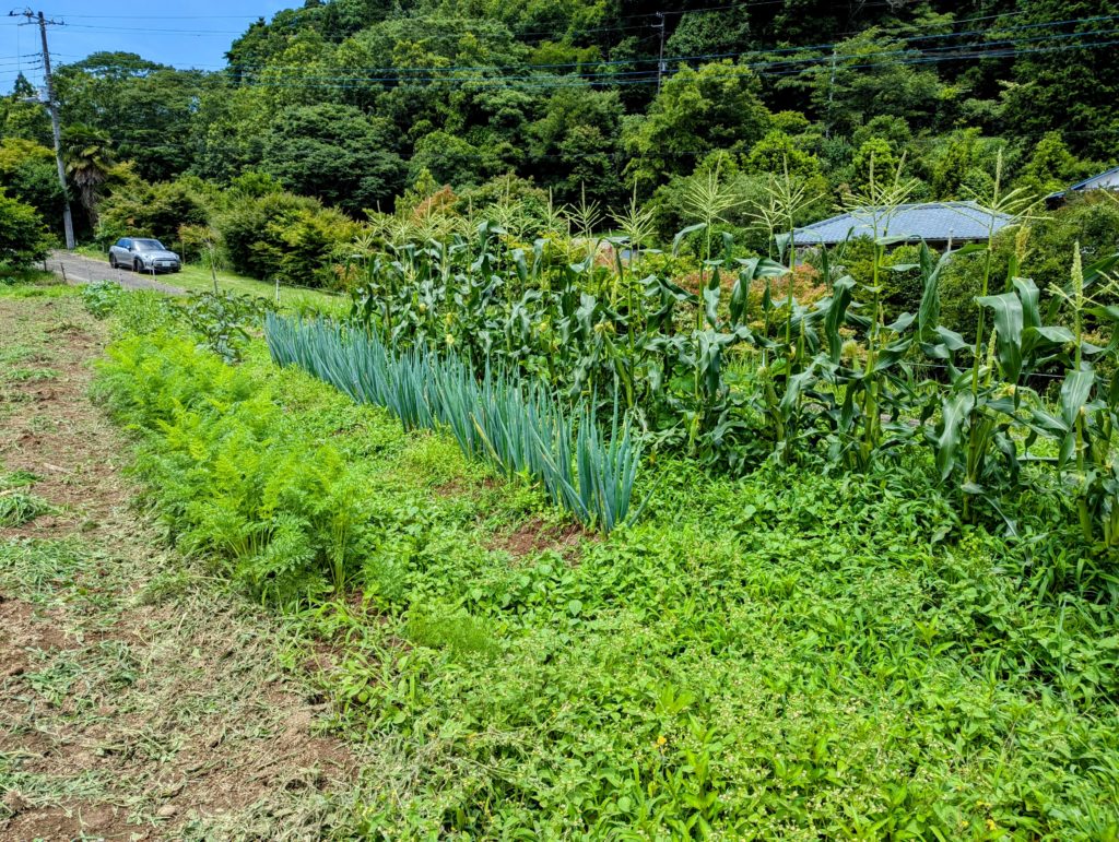 PXL_20240622_0231591892-1024x771 梅雨入り？