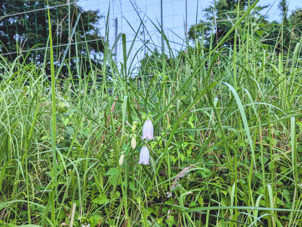 hotaru-1-1024x771 本日（６月２１日）のゴルフコンペ（桂谷会）は、雨のため中止になりました。