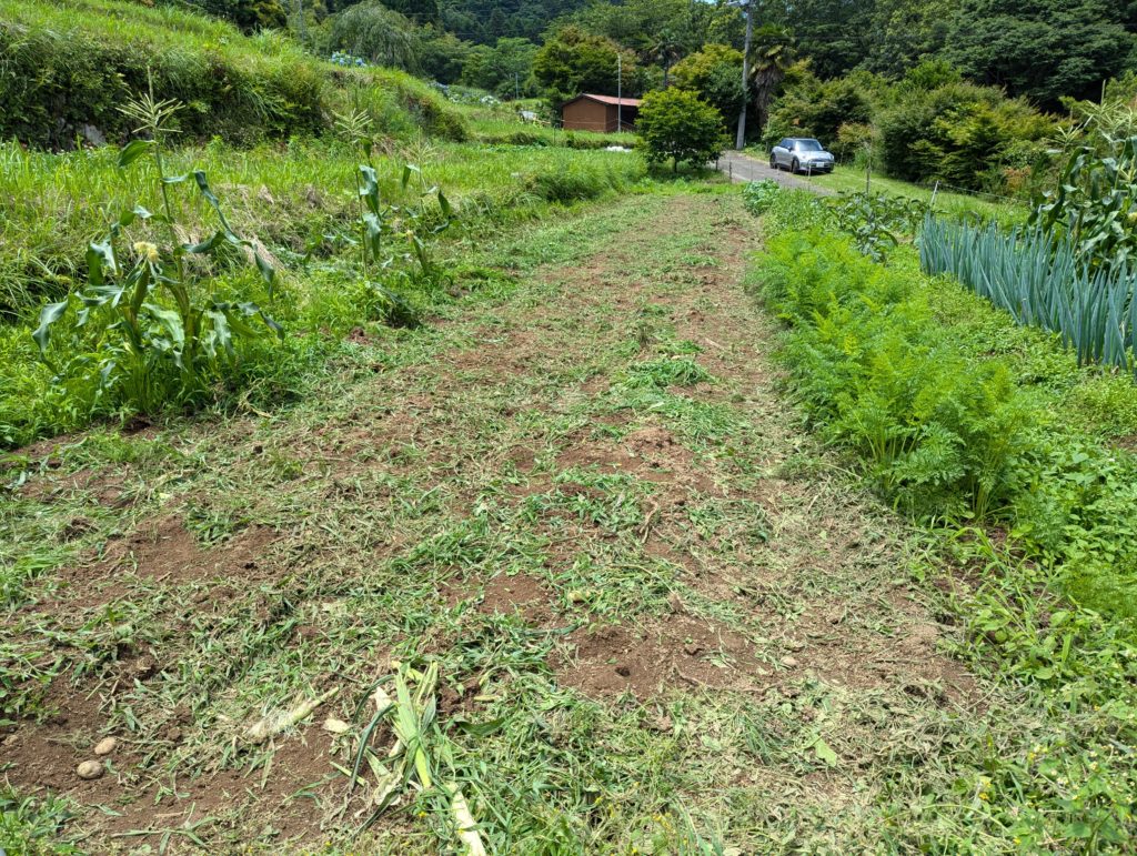 kusa-jya-1024x771 梅雨入り？