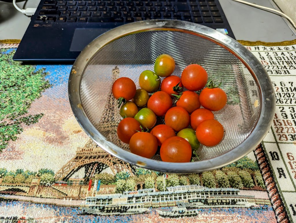 minitomatoha-1024x771 梅雨入り？