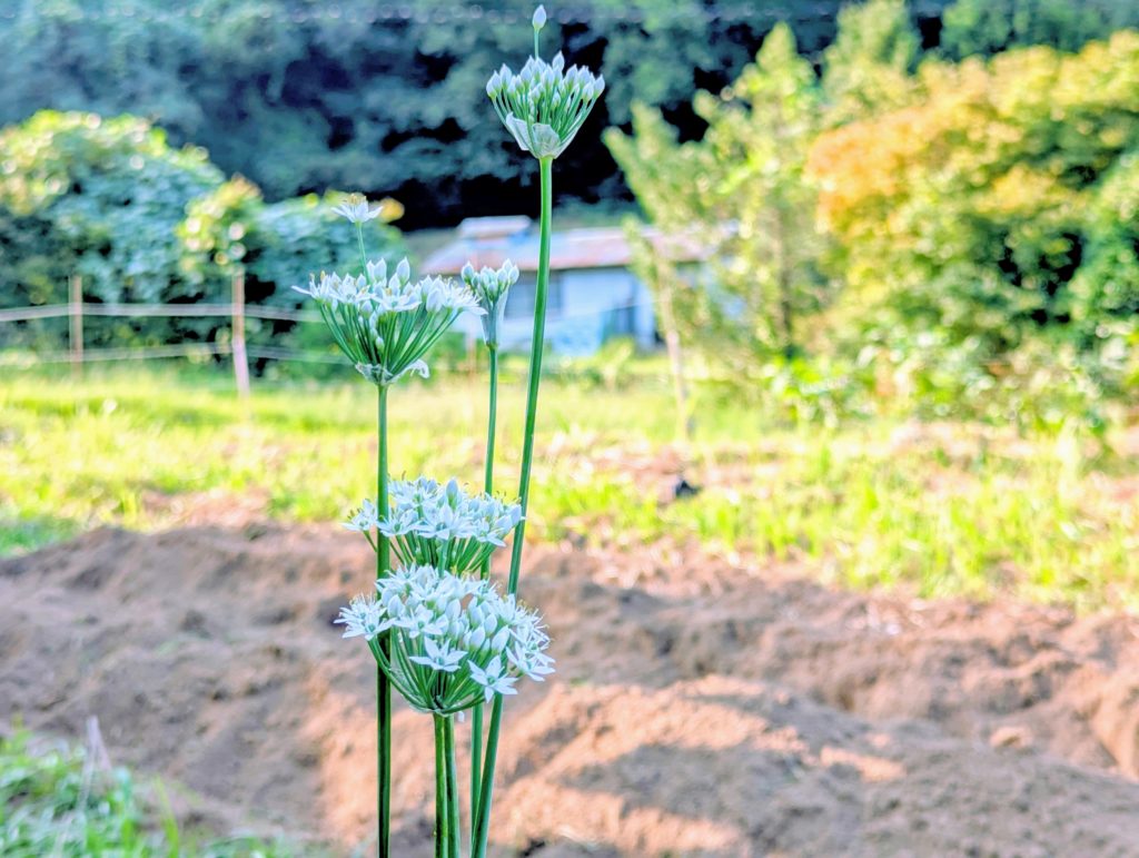 PXL_20240908_071112684-EDIT-1024x771 今日の野良仕事は薩摩芋の収穫だけ