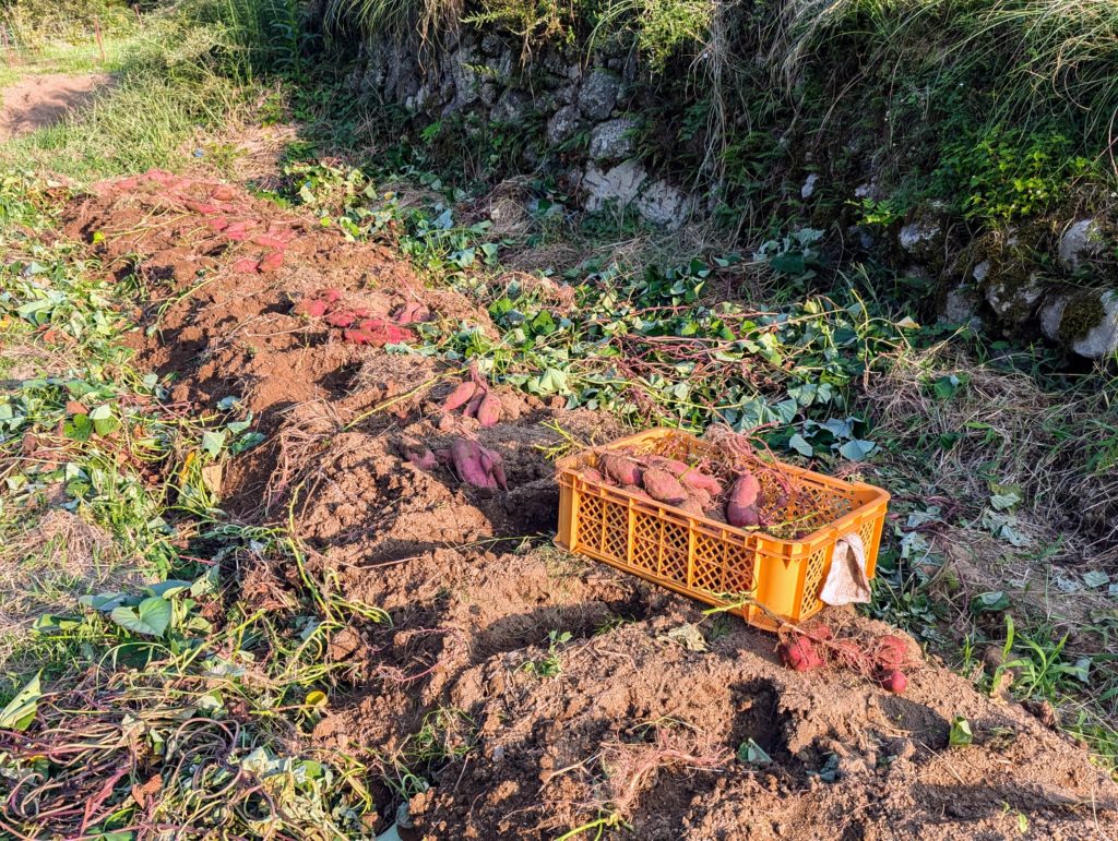 PXL_20240908_074217913-1024x771 今日の野良仕事は薩摩芋の収穫だけ