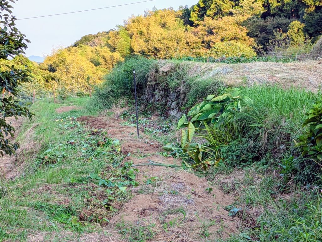 PXL_20240908_080317840.ACTION_PAN-1024x771 今日の野良仕事は薩摩芋の収穫だけ