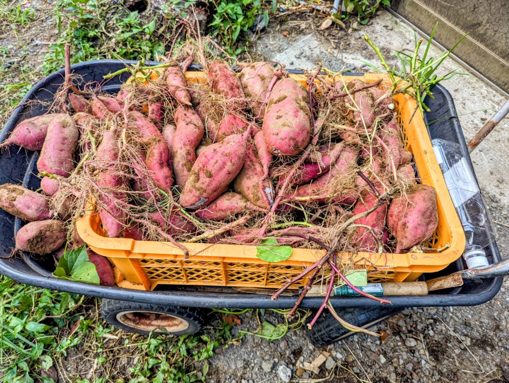 PXL_20240908_081601248.ACTION_PAN-EDIT-1024x771 今日の野良仕事は薩摩芋の収穫だけ