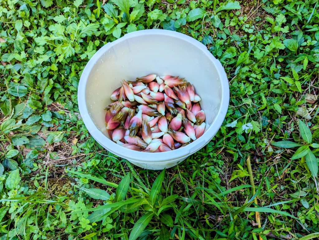 myouga--1024x771 敬老の日