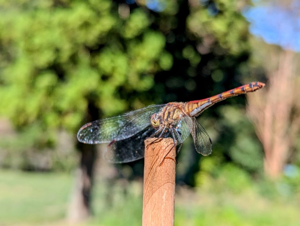PXL_20241012_035851658-EDIT-1024x771 秋冬野菜の種蒔きは概ね完了
