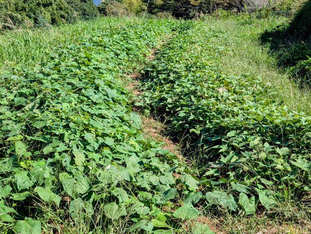 PXL_20241012_041059473-EDIT-1024x771 秋冬野菜の種蒔きは概ね完了