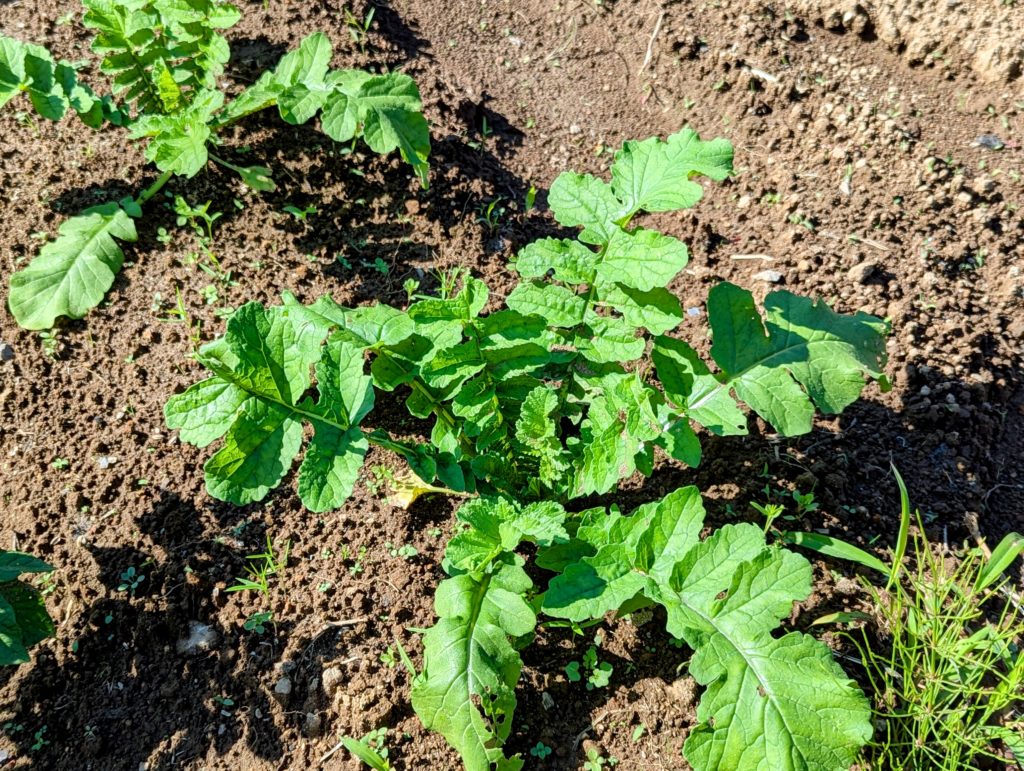 PXL_20241012_042727480-EDIT-1024x771 秋冬野菜の種蒔きは概ね完了