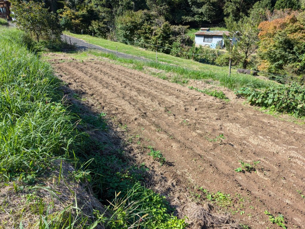 PXL_20241012_042927242-1024x771 秋冬野菜の種蒔きは概ね完了