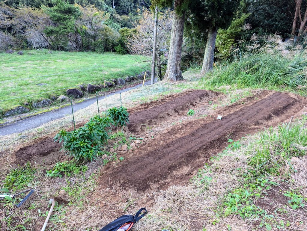 PXL_20241012_080027744-1024x771 秋冬野菜の種蒔きは概ね完了