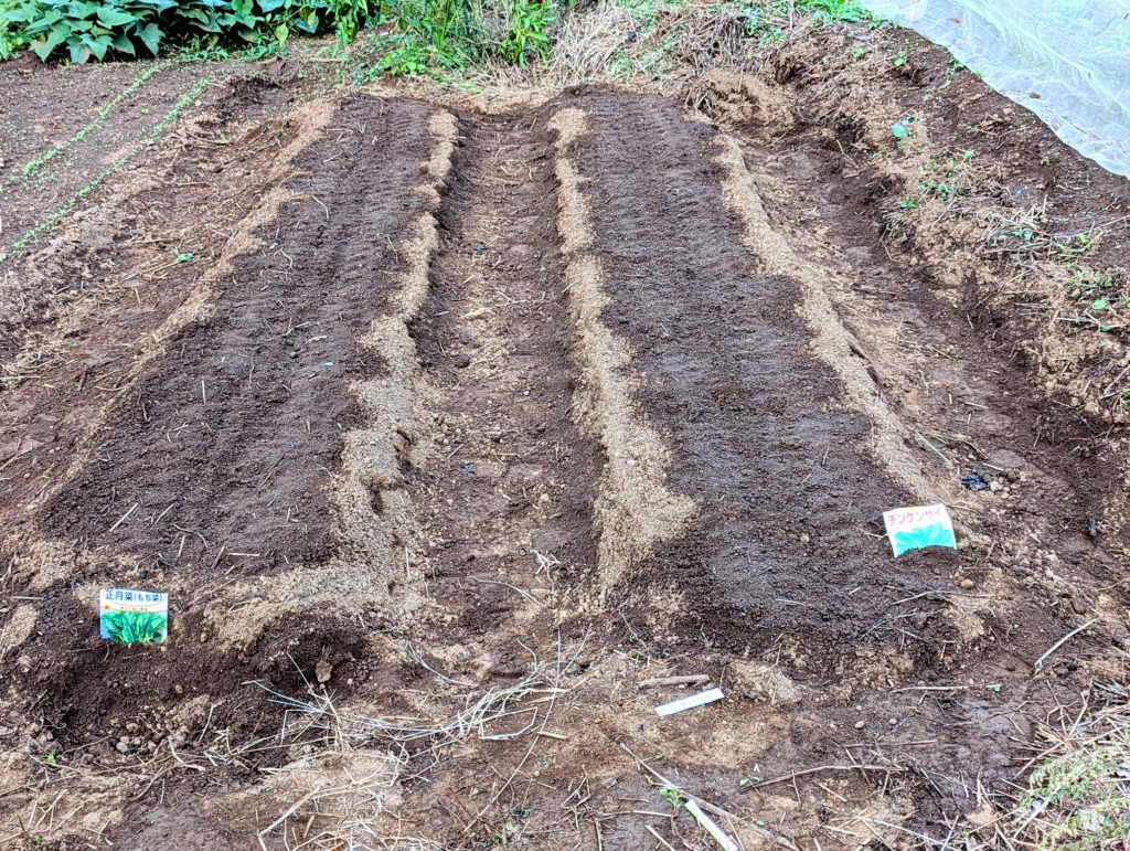 PXL_20241012_080050520-EDIT-1024x771 秋冬野菜の種蒔きは概ね完了