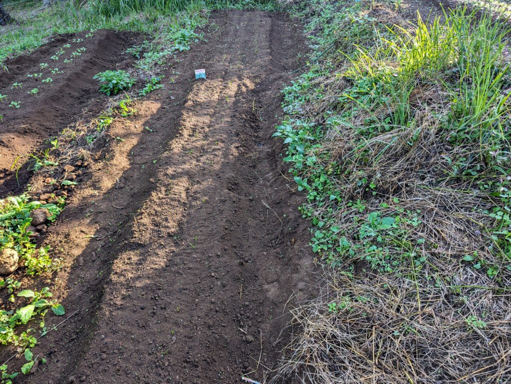 houresou-1024x771 秋冬野菜の生育状況