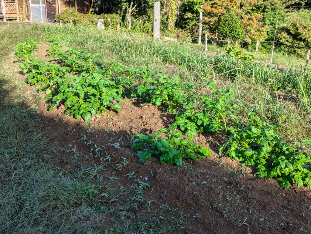 jaga2-1024x771 秋冬野菜の生育状況