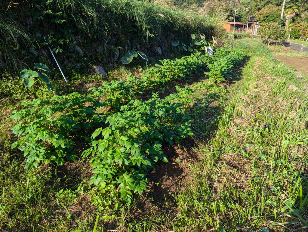 jyaga1-1024x771 秋冬野菜の生育状況