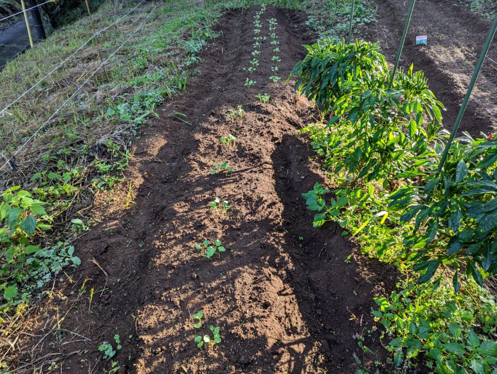 kai-daikon-1024x771 秋冬野菜の生育状況
