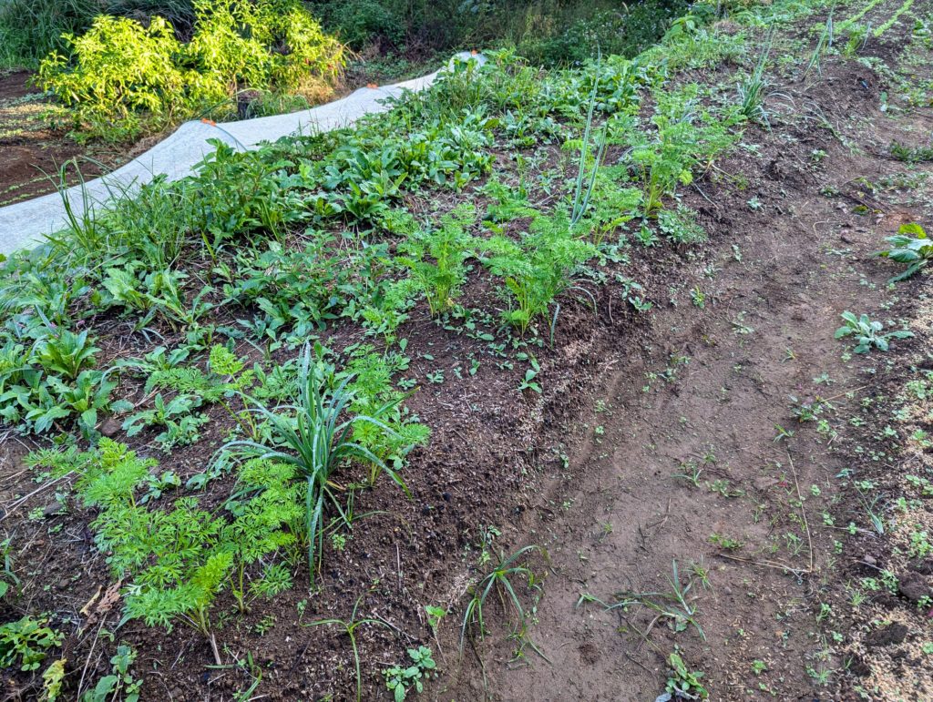 kai-ninjin-1024x771 秋冬野菜の生育状況