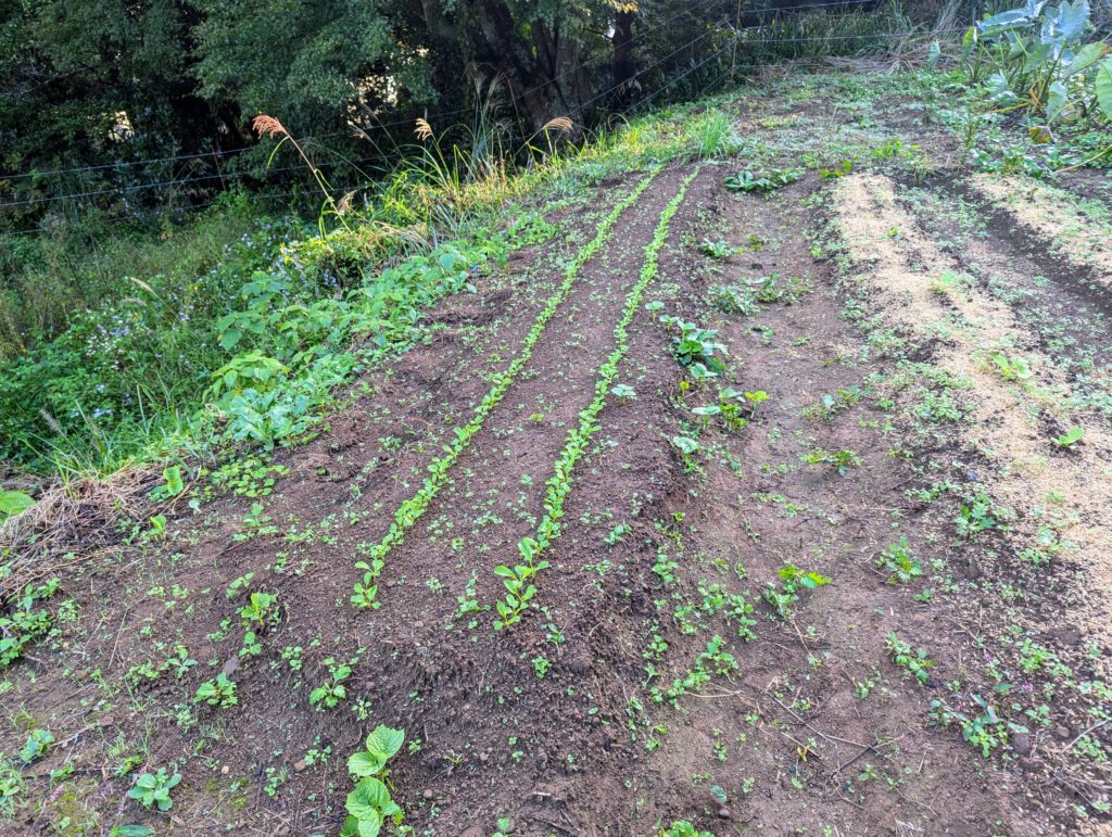 komatuna-1024x771 秋冬野菜の生育状況